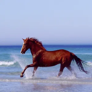 Horse trotting through surf Horse trotting through surf