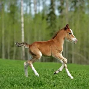 Horse - Welsh Mountain Pony Colt running on meadow Horse - Welsh Mountain Pony Colt running on meadow