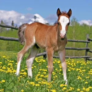 Horse - Welsh Mountain Pony Colt, few weeks old Horse - Welsh Mountain Pony Colt, few weeks old