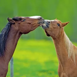 Horses - Arabian Bay and chestnut gelding playing Horses - Arabian Bay and chestnut gelding playing
