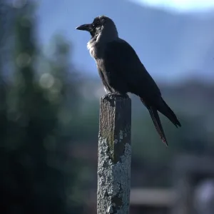 HOUSE CROW - perched on post HOUSE CROW - perched on post