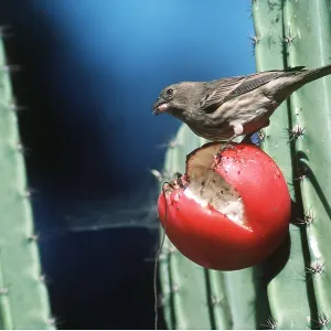 HOUSE FINCH - Female feeding on berry