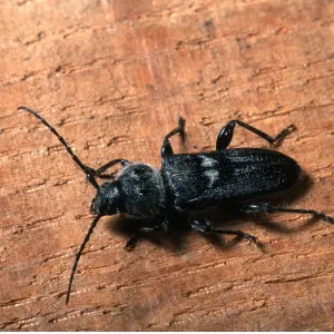 HOUSE LONG-HORN BEETLE - MALE HOUSE LONG-HORN BEETLE - MALE