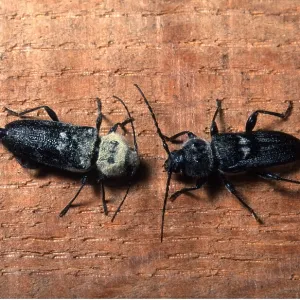 HOUSE LONG-HORN BEETLE - pair HOUSE LONG-HORN BEETLE - pair