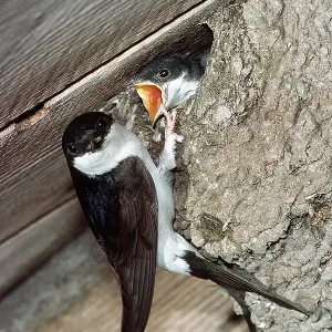 HOUSE MARTIN - feeds chick at nest