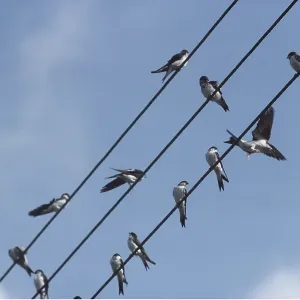 HOUSE MARTIN - gathering on wires HOUSE MARTIN - gathering on wires