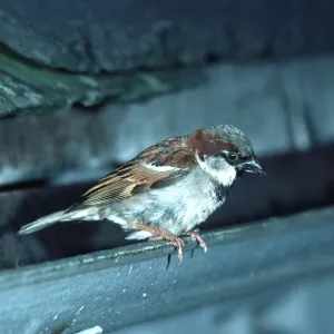 HOUSE SPARROW - male, on guttering