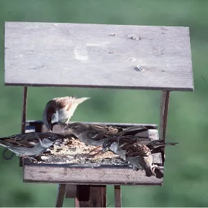 HOUSE SPARROW - x five, at bird table