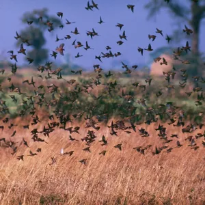 House SPARROWS - flying low over field House SPARROWS - flying low over field