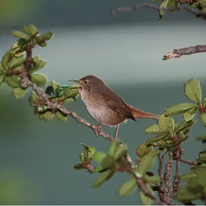 HOUSE WREN - on branch, singing HOUSE WREN - on branch, singing