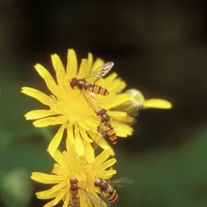 Hoverflies - on yellow flowers Hoverflies - on yellow flowers