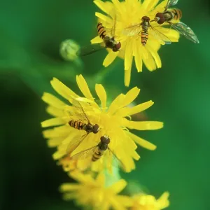 Hoverflies - on yellow flowers Hoverflies - on yellow flowers
