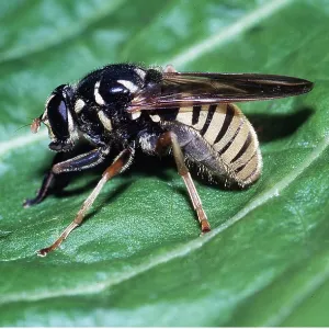 HOVERFLY ON LEAF HOVERFLY ON LEAF