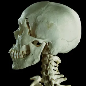 Human Skeleton body structure Human Skeleton body structure