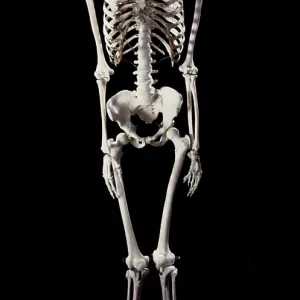 Human Skeleton body structure Human Skeleton body structure