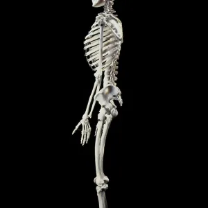 Human skeleton - body structure - full body side view Human skeleton - body structure - full body side view