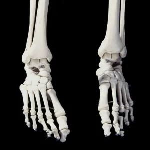 Human skeleton - body structure - Feet Human skeleton - body structure - Feet