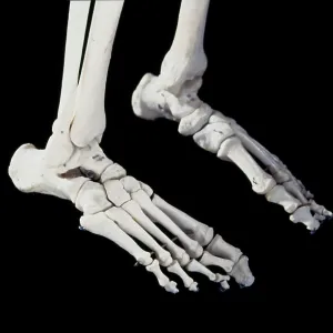 Human skeleton - body structure - Feet Human skeleton - body structure - Feet