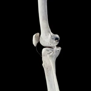 Human skeleton - body structure showing bone joints Human skeleton - body structure showing bone joints