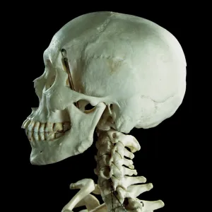Human skeleton - body structure - skull and Vertebrae Human skeleton - body structure - skull and Vertebrae
