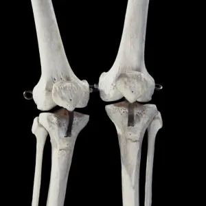 Human skeleton - body structure - upper body - Human skeleton - body structure - upper body -