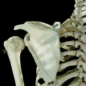 Human skeleton - body structure - upper body - Human skeleton - body structure - upper body -
