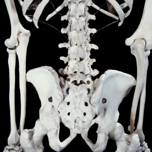 Human skeleton - body structure - upper body Human skeleton - body structure - upper body