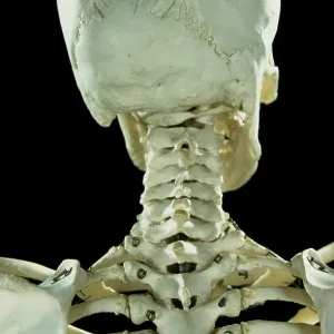 Human skeleton - body structure - upper body -back Human skeleton - body structure - upper body -back