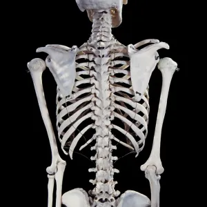 Human skeleton - body structure - upper body backview Human skeleton - body structure - upper body backview