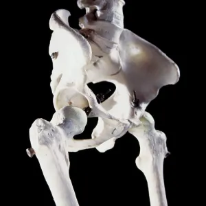 Human skeleton - body structure - upper body - Pelvis bone Human skeleton - body structure - upper body - Pelvis bone