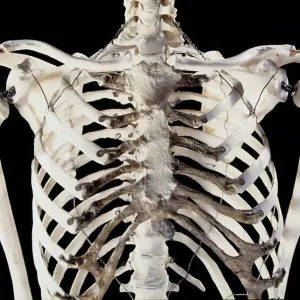 Human skeleton - body structure - upper body showing Human skeleton - body structure - upper body showing