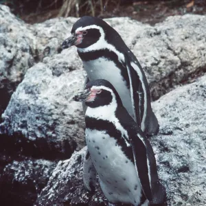 Humboldt / Peruvian PENGUINS - x two, on rocks Humboldt / Peruvian PENGUINS - x two, on rocks