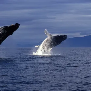 Humpback Whale - two adults breaching Humpback Whale - two adults breaching