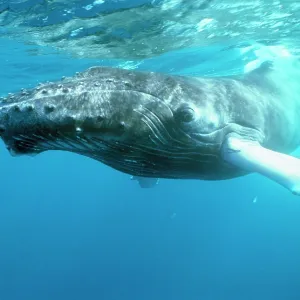 HUMPBACK WHALE - silverbank HUMPBACK WHALE - silverbank