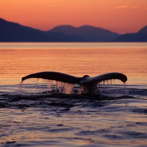 Humpback Whale - tail at sunset Humpback Whale - tail at sunset
