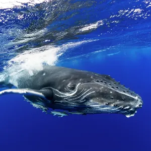 HUMPBACK WHALES HUMPBACK WHALE, Megaptera novaeangliae HUMPBACK WHALES HUMPBACK WHALE, Megaptera novaeangliae