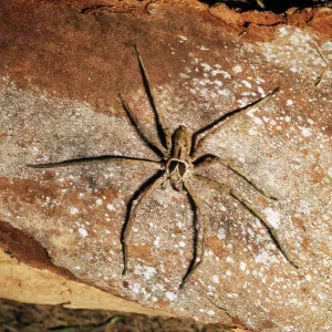 HUNTSMAN SPIDER HUNTSMAN SPIDER