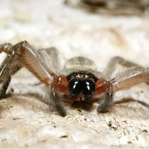 HUNTSMAN SPIDER HUNTSMAN SPIDER