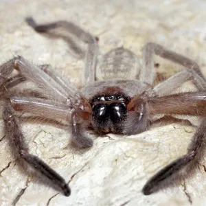 Huntsman Spider Huntsman Spider