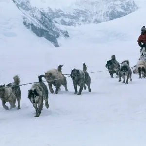 Husky Dogs - pulling sledge, with driver Husky Dogs - pulling sledge, with driver