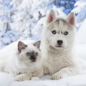 Husky puppy and Birman kitten in the snow in winter Husky puppy and Birman kitten in the snow in winter