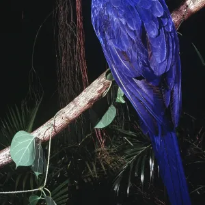 HYACINTH MACAW - on branch HYACINTH MACAW - on branch