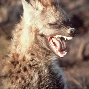 HYAENA - baring teeth HYAENA - baring teeth