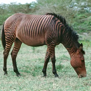 Hybrid cross zebra & horse - Zorse or Zebrula Hybrid cross zebra & horse - Zorse or Zebrula