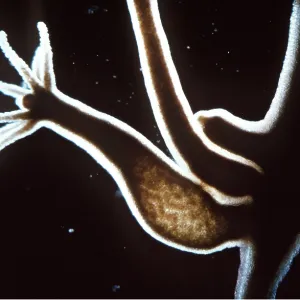 Hydra: bud