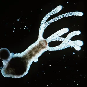 HYDRA - TESTES AND EGG