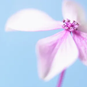 Hydrangea, Pink subject, Blue background Hydrangea, Pink subject, Blue background
