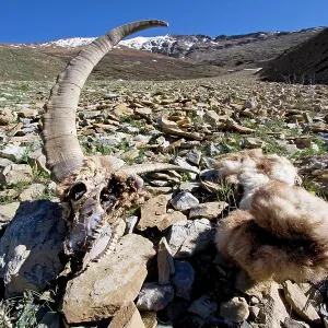 Ibex (male) skull and pelt remains Ibex (male) skull and pelt remains