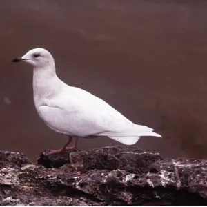 ICELAND GULL - two year old ICELAND GULL - two year old
