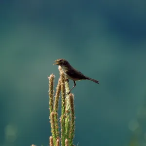 ICTERINE WARBLER ICTERINE WARBLER
